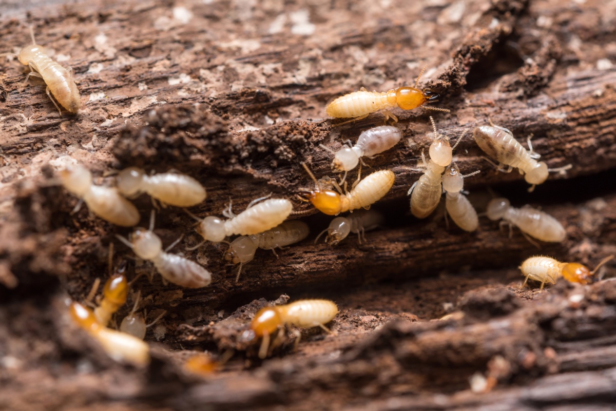 Inspection des bois pour détecter la présence de termites